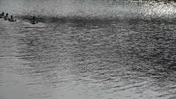 Patos gansos e cisnes nadando na água, lago . — Vídeo de Stock