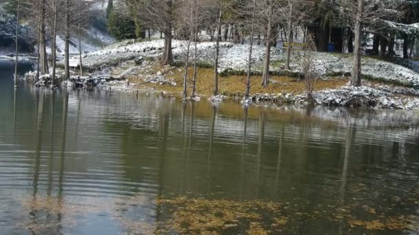 Reflet forestier dans l'eau, feuille de métaséquoia flottant sur le lac, ondulation, neige . — Video