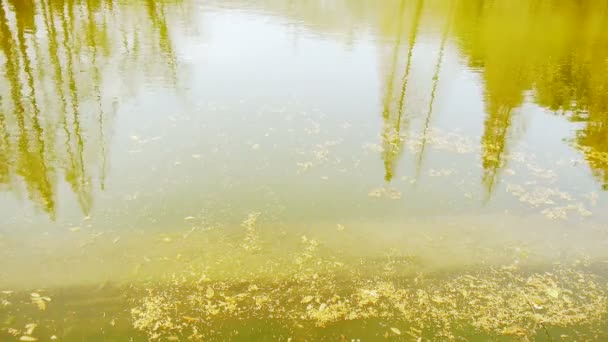 Bos weerspiegeling in water, Watercipres verlaten drijvend op lake, rimpel, spar. — Stockvideo