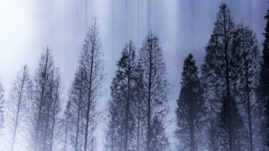 Ağaçların taç sway Rüzgar, metasequoia, orman, orman.