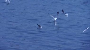 Sürünün uçan martı yakalamak. Deniz Beach'te uçan birçok martı.