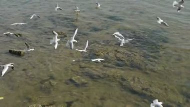 Uçan deniz, resif, Seaside barajlar Qingdao şehrin birçok martı.