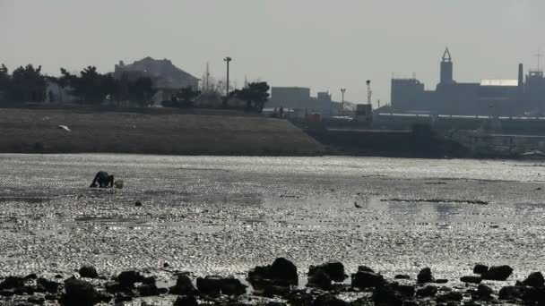 Bir kazmak plajda, ebb balıkçılar deniz tarağı. — Stok video