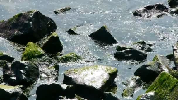 Agua del océano superficie y arrecife de roca costera, algas, algas marinas, reflujo, grava, contaminación . — Vídeo de stock