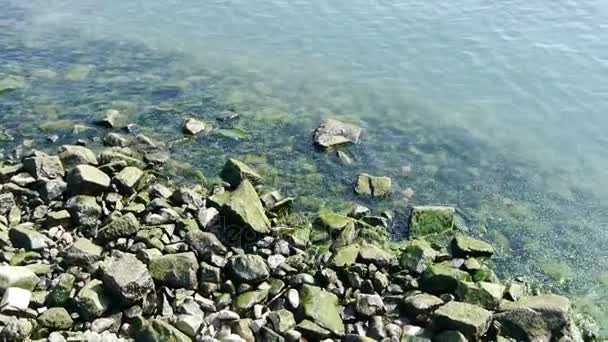 Ocean water surface and rock reef coastal,algae,seaweed,ebb,gravel,pollution. — Stock Video