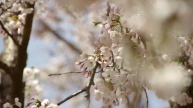 Güzel kiraz çiçekleri rüzgarda titriyor..