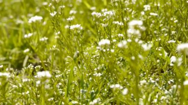 Çimenlerdeki güzel yabani çiçekler.