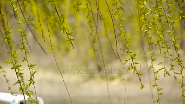 Les branches de saule se balancent dans le vent. — Video