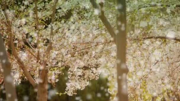 風に揺れる美しい桜. — ストック動画