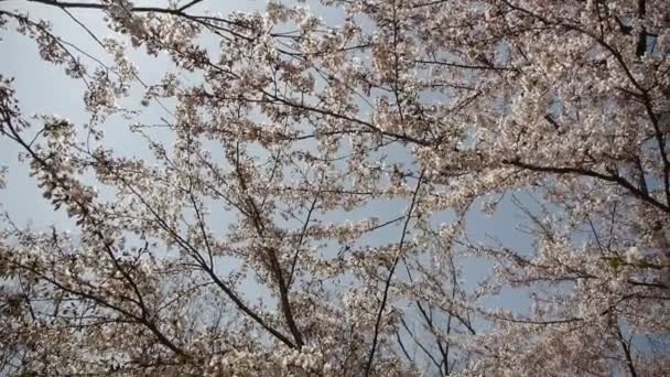 Hermosas flores de cerezo tiemblan en el viento. — Vídeo de stock