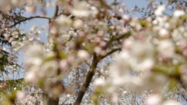 Hermosas flores de cerezo tiemblan en el viento. — Vídeos de Stock