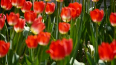 Çiçek açmış laleler.