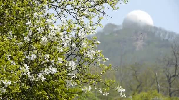 Blumen wiegen sich im Wind.Bienen fliegen in Blumen & Berg. — Stockvideo