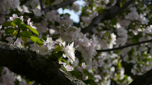 Bellissimi fiori di ciliegio tremano nel vento. — Video Stock