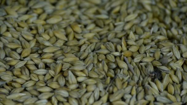 Muchas semillas de trigo y cereales. — Vídeo de stock