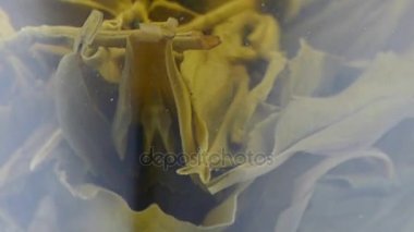 Bir fincan yeşil çay..