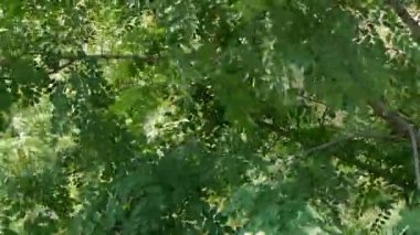 Yoğun salıncak dişbudak ve Rüzgar, ağaç taç.