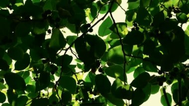 Yoğun dallar gökyüzünü kaplıyor, yaprakların arasından güneş ışığı geçiyor..