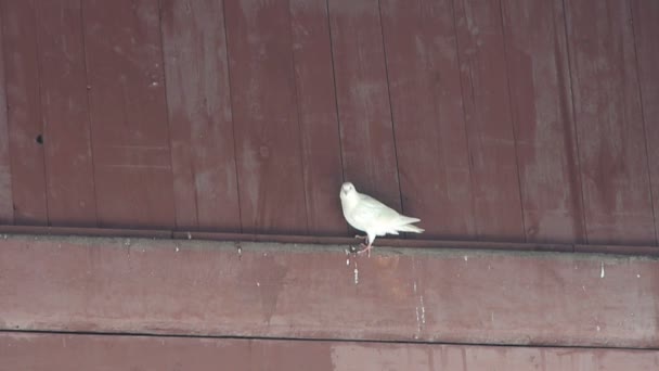 Palomas blancas aves bajo aleros. & Edificio antiguo chino, vigas talladas y pintura — Vídeo de stock