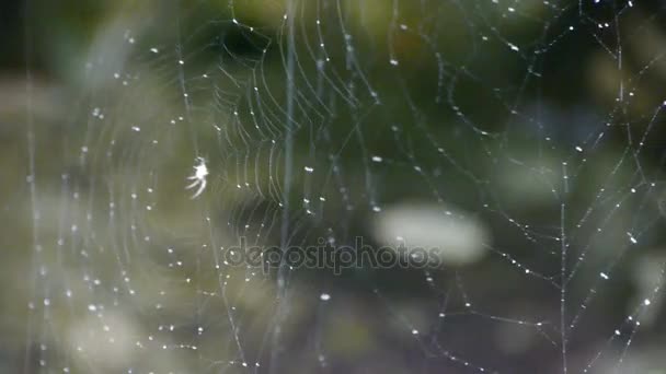 Spider web cobwebs beside streams water. — Stock Video