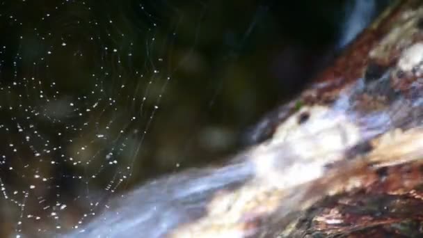 Spinnenwebwebben naast beekjes water. — Stockvideo