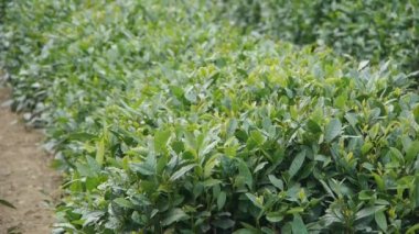 Yeşil çay Bahçe, doğa.