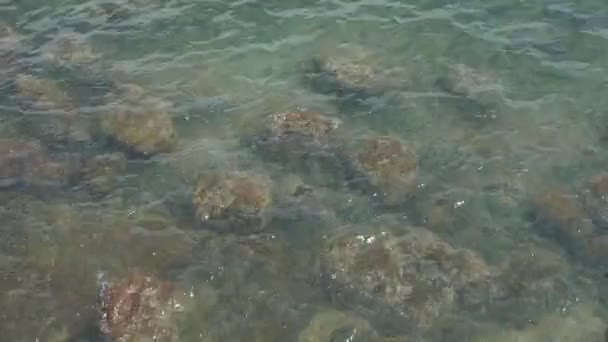 Ondulaciones de agua superficie.transparent arrecife submarino . — Vídeo de stock