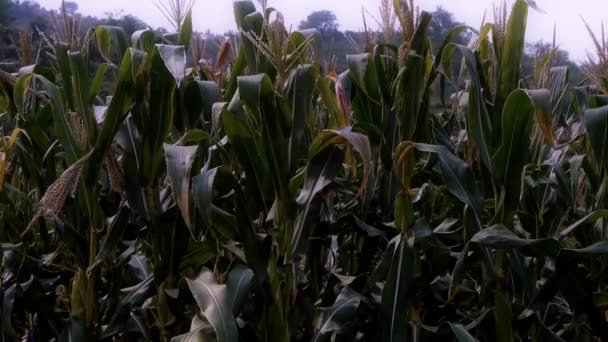 Lush corn leaves in agriculture farmland in rural areas. — Stock Video