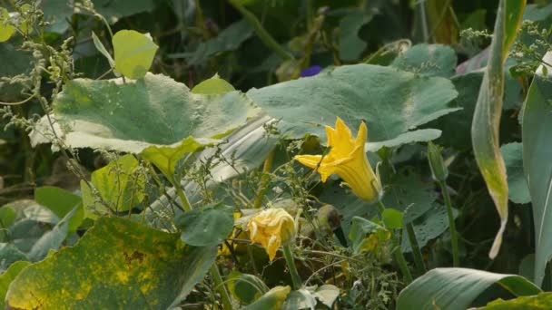 緑豊かなトウモロコシの葉・農村で農業の農地にへちまの花. — ストック動画