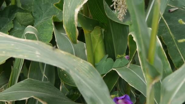 Hojas de maíz exuberantes en la agricultura tierras agrícolas en las zonas rurales. — Vídeos de Stock