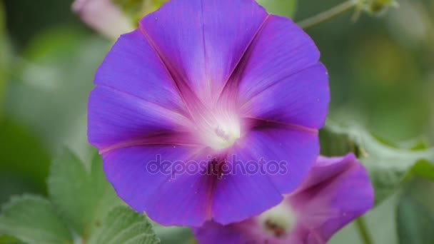 Morning glory pattern in lush leaves.agriculture farmland at rural. — Stock Video
