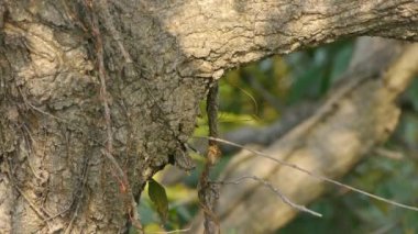 Kelebek kanatları ormanda ağaç gövdesi üzerinde tahrik.