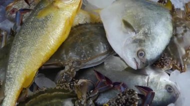 Lezzetli Croaker balığı tabakta. Balıkçılık..