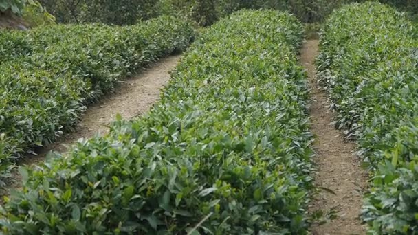 Panorama van de groene thee tuin. — Stockvideo