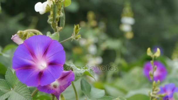 Morning glory in weelderige wilde leaves.agriculture landbouwgrond op platteland. — Stockvideo