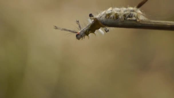 Rups op takken. — Stockvideo