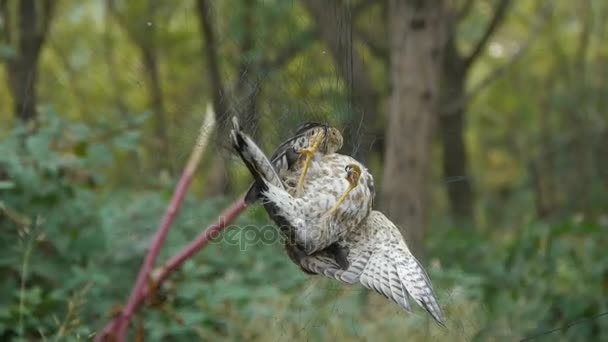 鳥は網に閉じ込められ、失敗した敗者のように緑の森で死ぬのに苦労しています。 — ストック動画