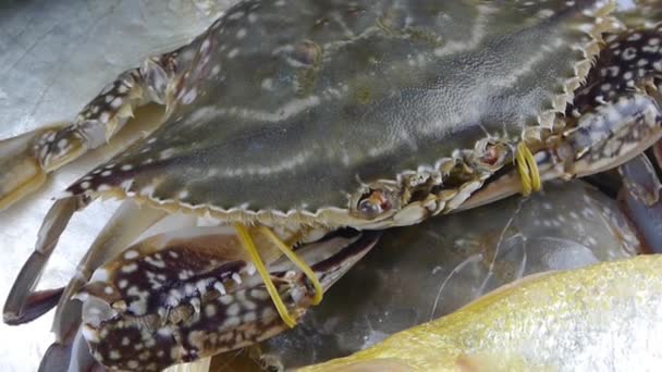 Delicioso caranguejo & Croaker Pomfret peixe, dentro de discagem plate.fisheries gelo congelado. — Vídeo de Stock