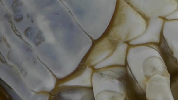Délicieux crabe dans le cadran Plat.fisheries glace congelée. — Video