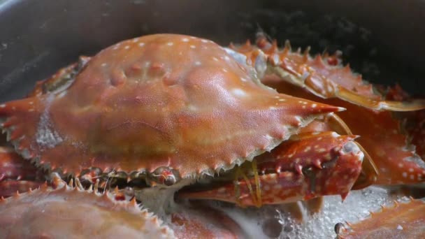 Kochen gedünsteter köstlicher Krabben im kochenden Schaumtopf. — Stockvideo