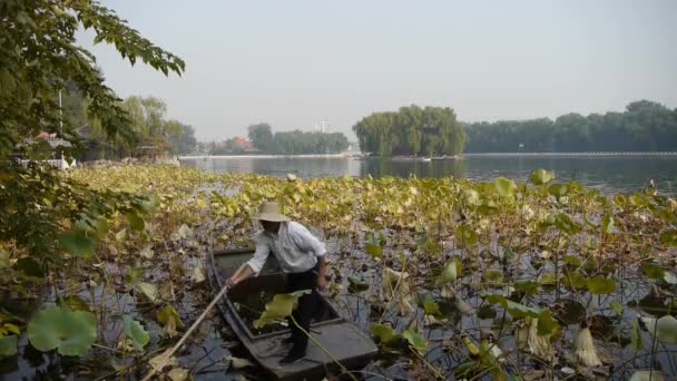 Κίνα-Σεπ 08, 2017: πισίνα lotus συντριπτική, ψαράς στο ξύλινο σκάφος καθαρή λίμνη στο Πεκίνο. — Αρχείο Βίντεο