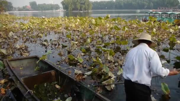 China-Sep 08,2017: Vasta piscina de loto, pescador en barco de madera lago limpio en beijing . — Vídeos de Stock