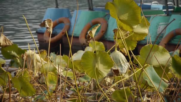 Piscine de feuilles de lotus en automne pékin. — Video