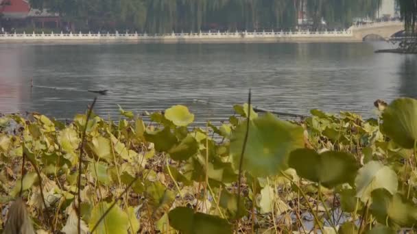 Büyük lotus yaprak havuzda sonbahar Pekin ve göl köprü korkuluk. — Stok video