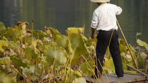 China-Sep 08,2017:Vast lotus pool,Fisherman on boat clean lake in beijing. — Stock Video