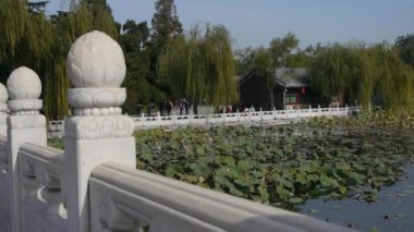 Büyük lotus yaprak havuzu sonbahar Pekin ve beyaz bridge uygulamasında.