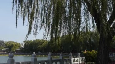 Willow ve lotus Beihai Park Beijing Çin.