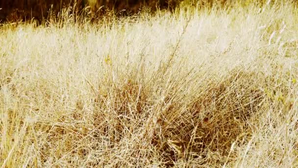 La hierba gris reseca en la montaña a finales de otoño en el viento . — Vídeo de stock