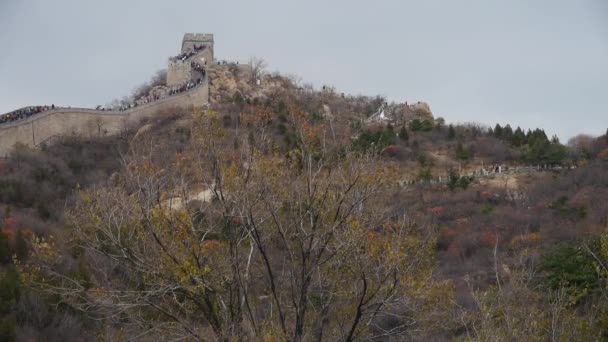 Visitatore arrampicata Grande Muraglia sulla cima della montagna, Cina architettura antica, fortezze — Video Stock