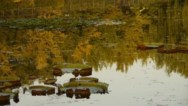 Reflexión del bosque ginkgo en el agua . — Vídeo de stock